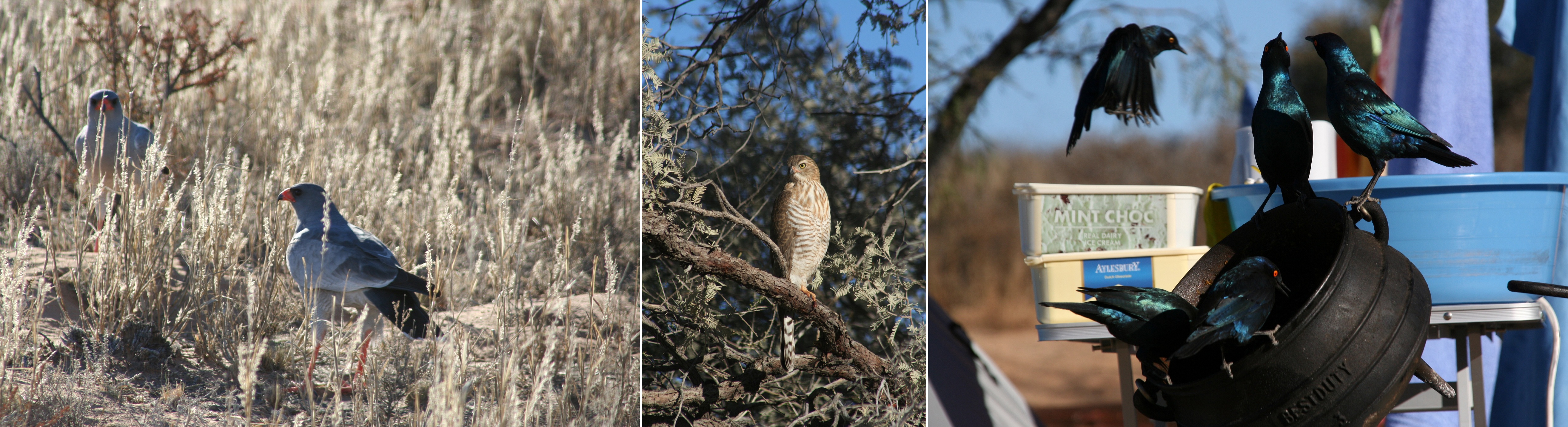 Kalahari Fiddlings
