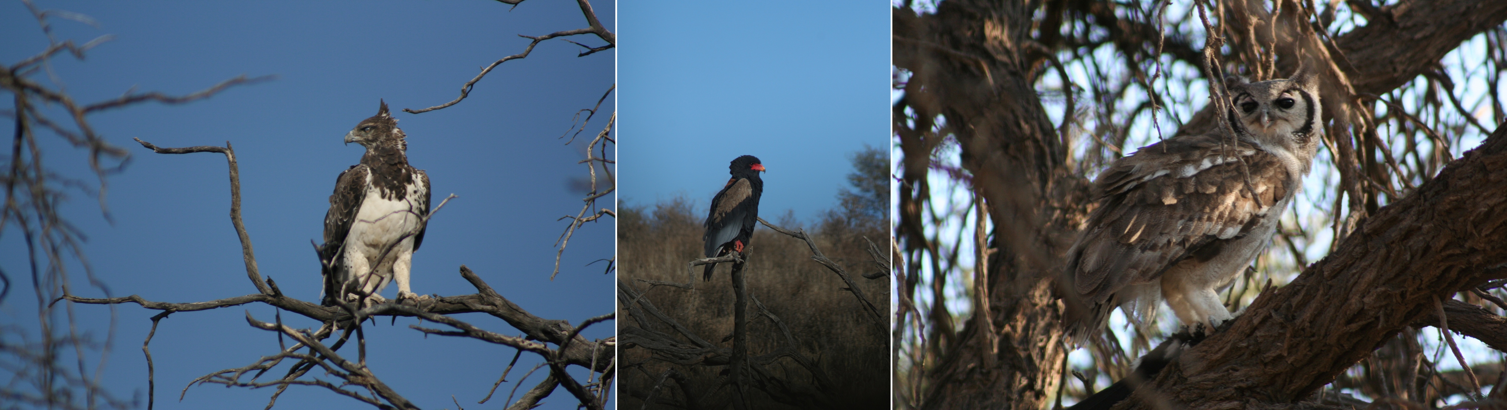Kalahari Fiddlings