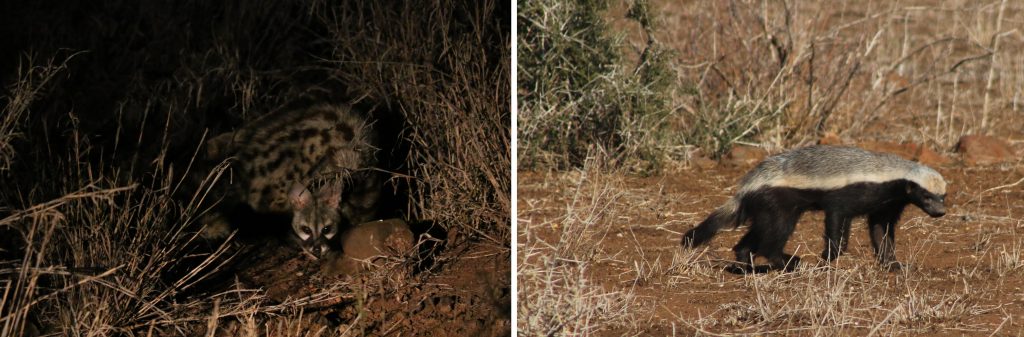 Civet we saw on night drive and a honey badger