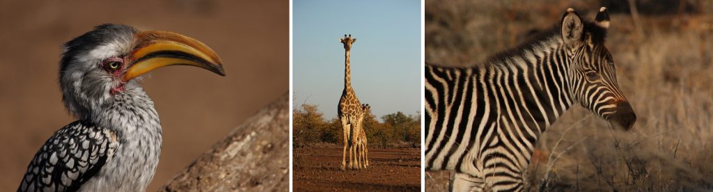 Hornbill, giraffe and zebra, all in Kruger
