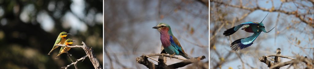 A nice bee-eater sighting, complemented by lilac-breasted rollers