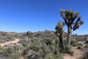 joshuatree